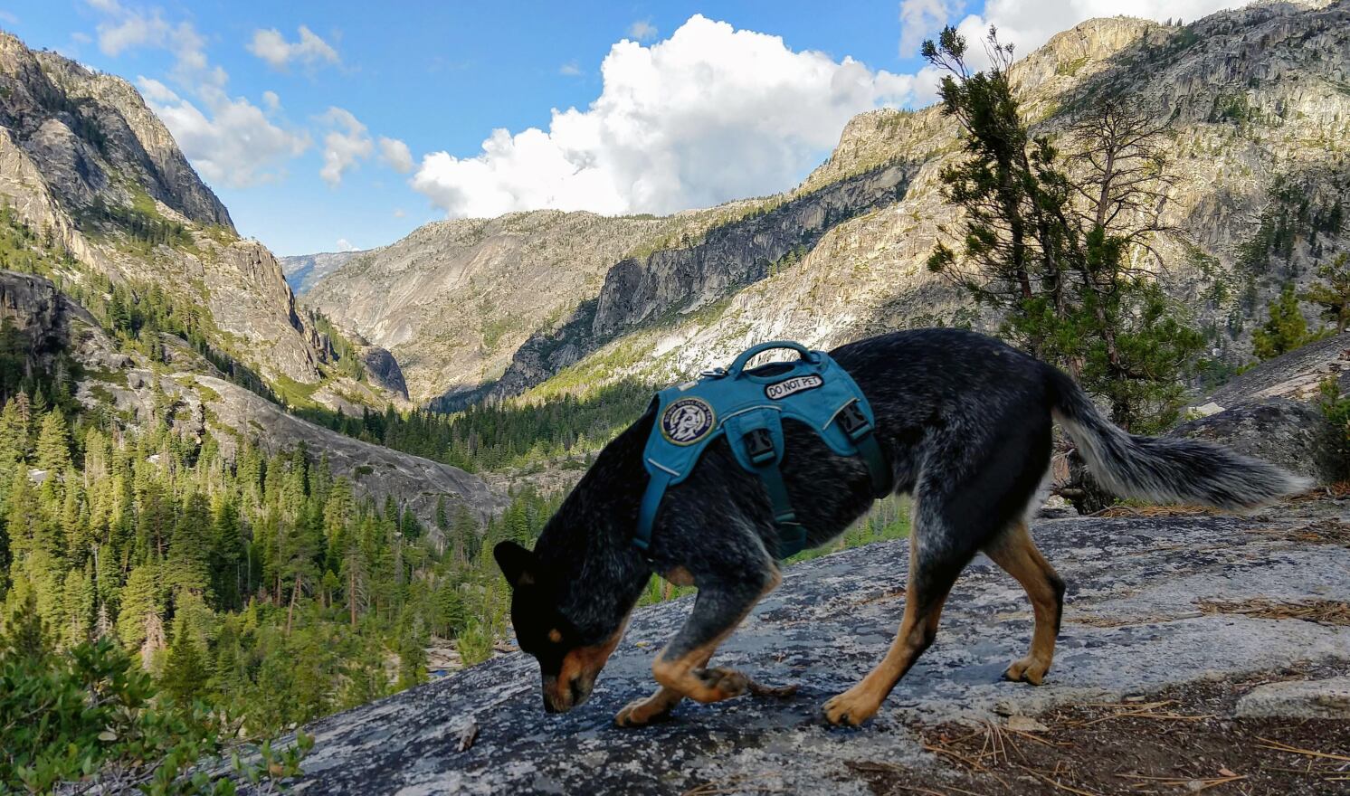 Only several hundred Pacific fishers, members of the weasel family, remain in California, stretching south from the Merced River in Yosemite National Park to the Sequoia National Forest. Then, while working in Yosemite, Filson found fisher scat north of the Merced River, showing that their range was greater than wildlife officials had known.